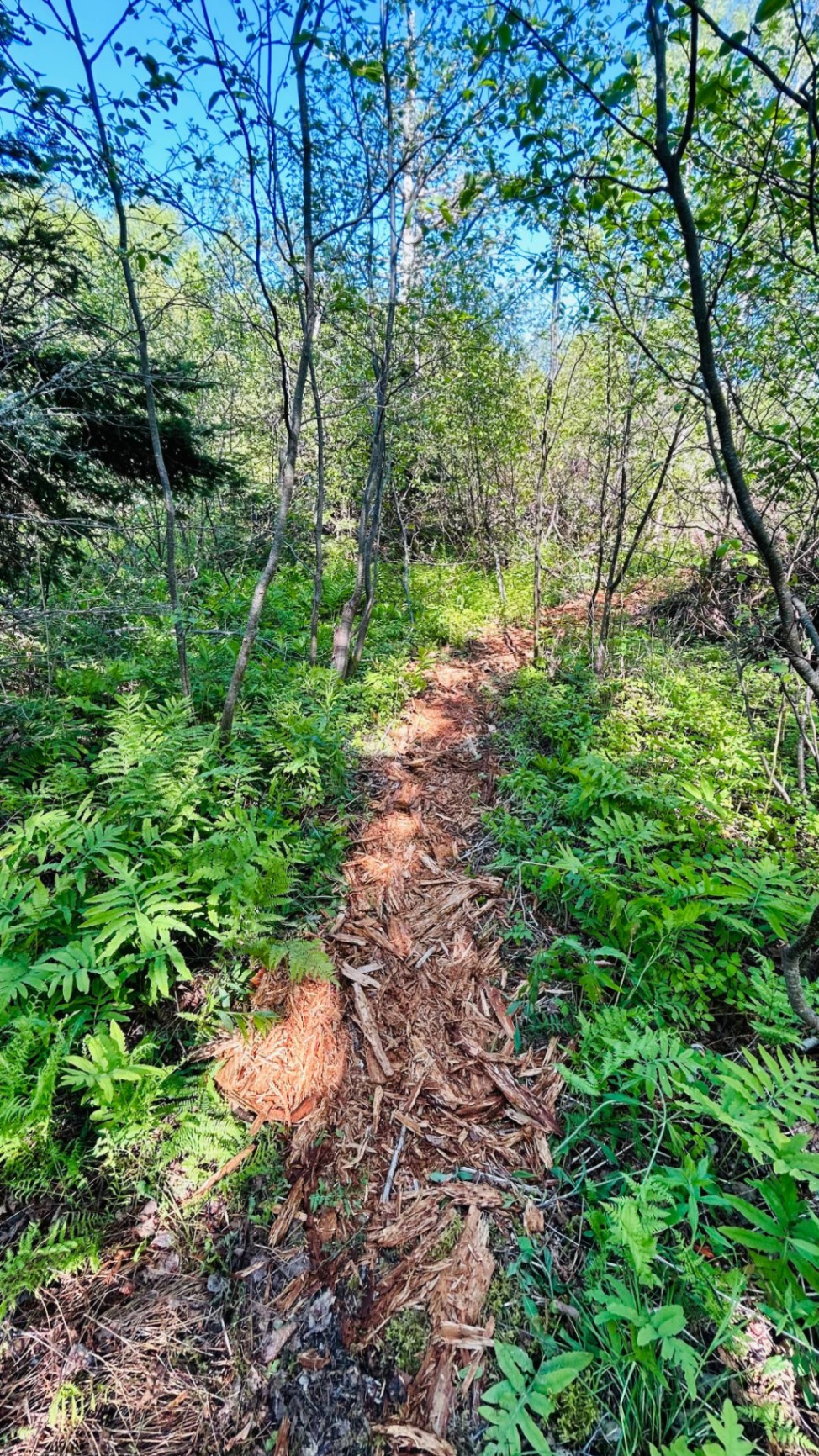Freshly mulched woodchip path winding through sunlit ferns