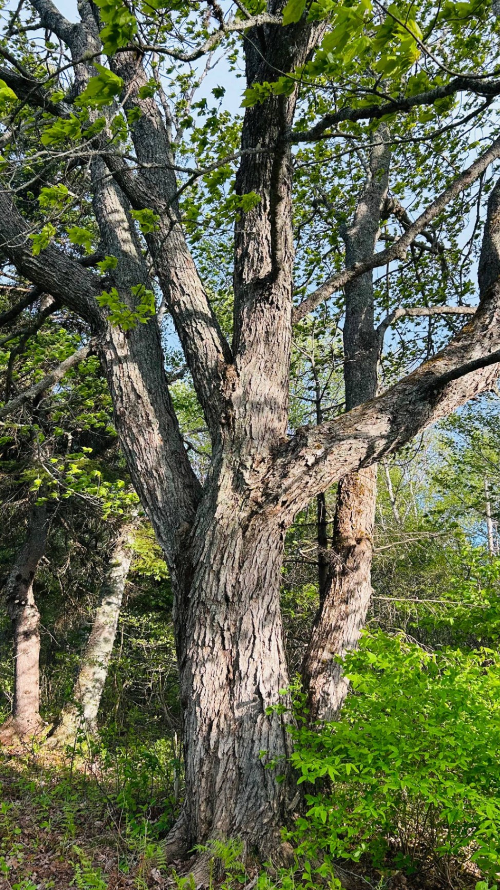 Majestic maple tree with sprawling branches