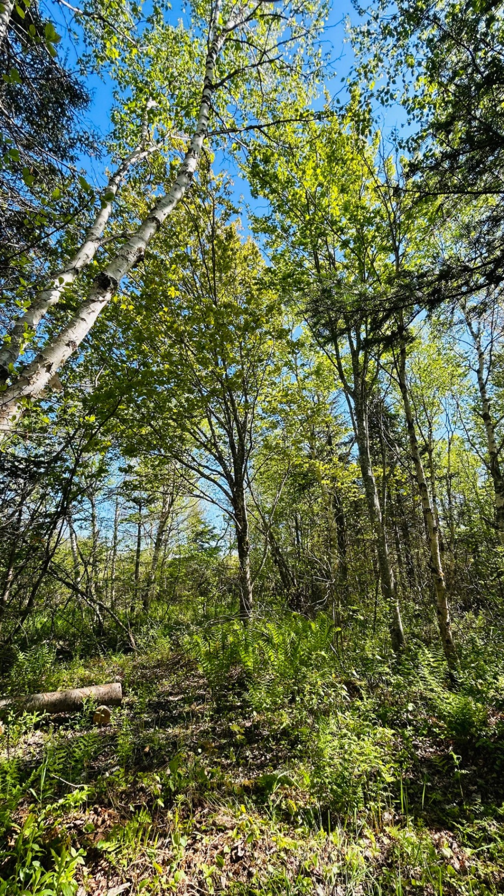 Forest canopy and birch trees under blue sky