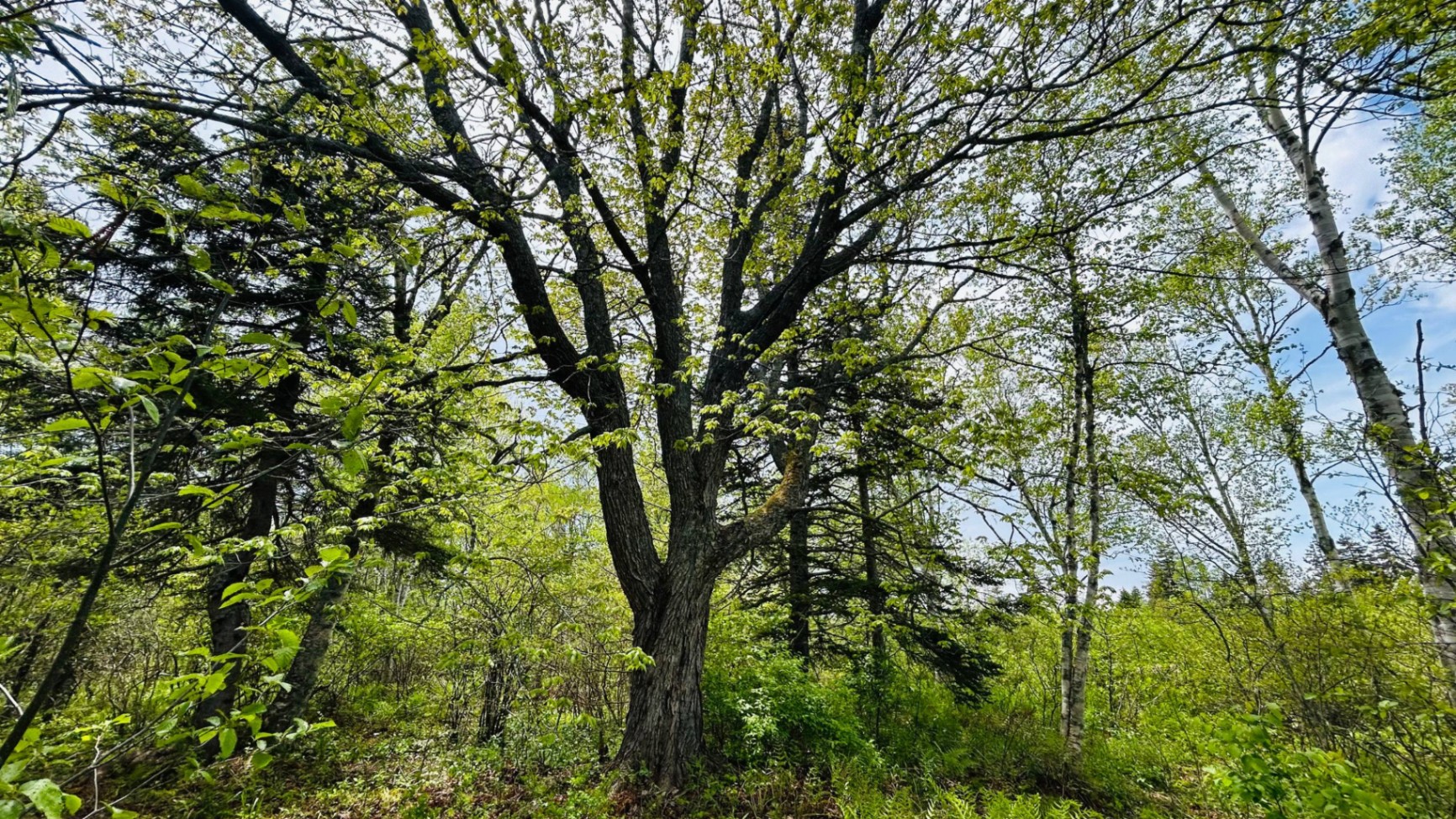 500+ year old maple tree trunk on the trail