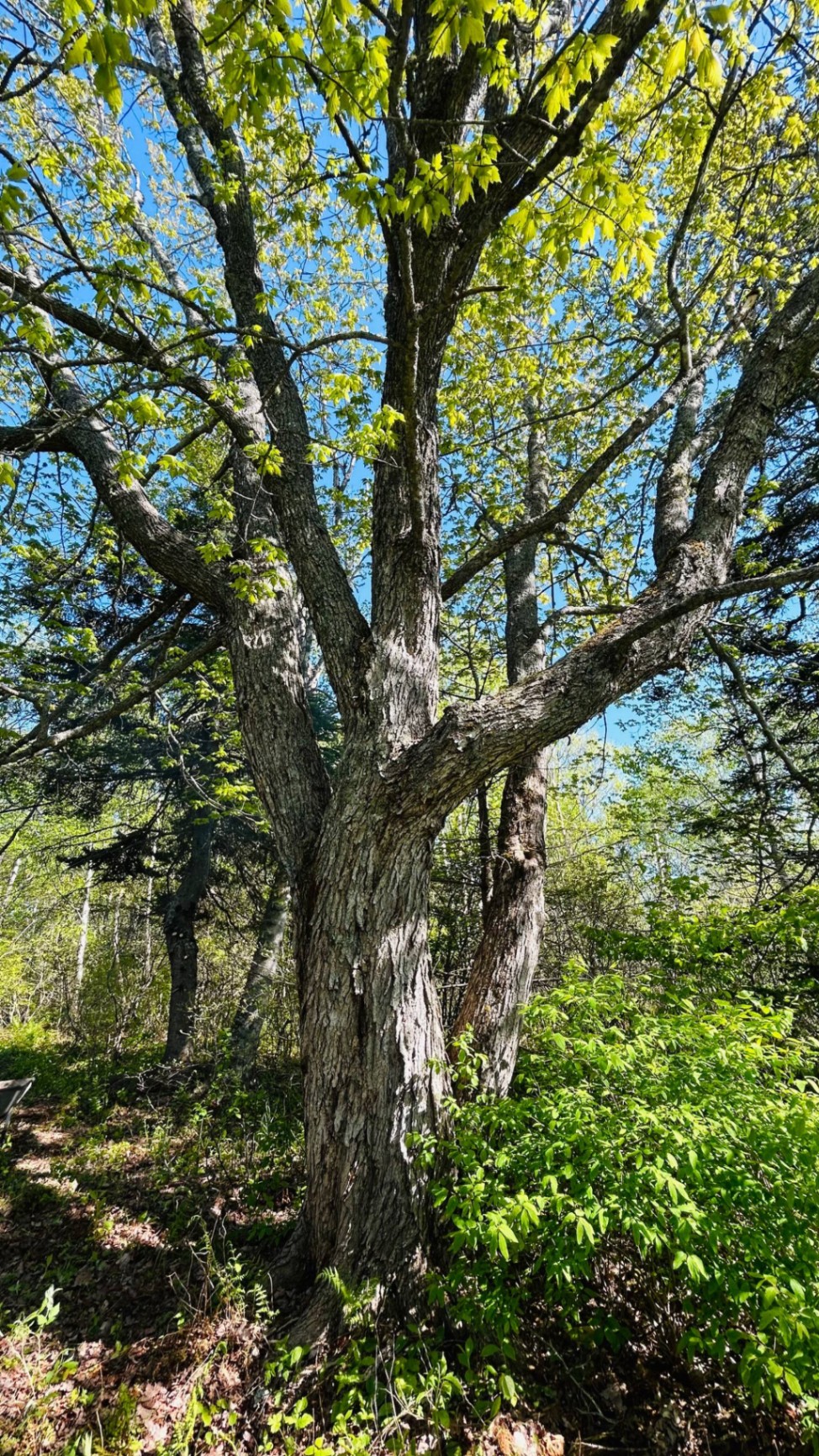 Majestic old maple trunk with sprawling branches