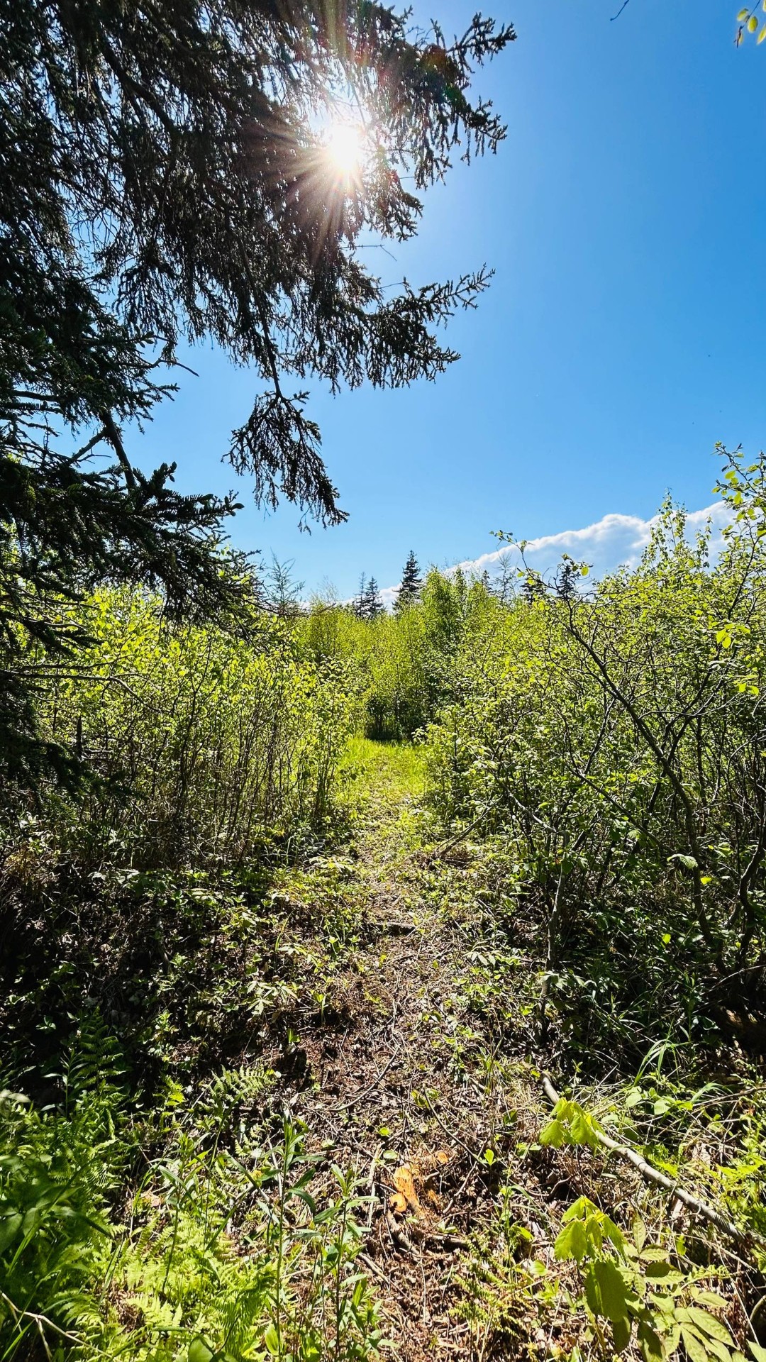 Sunlit path through the meadow on a blue-sky day