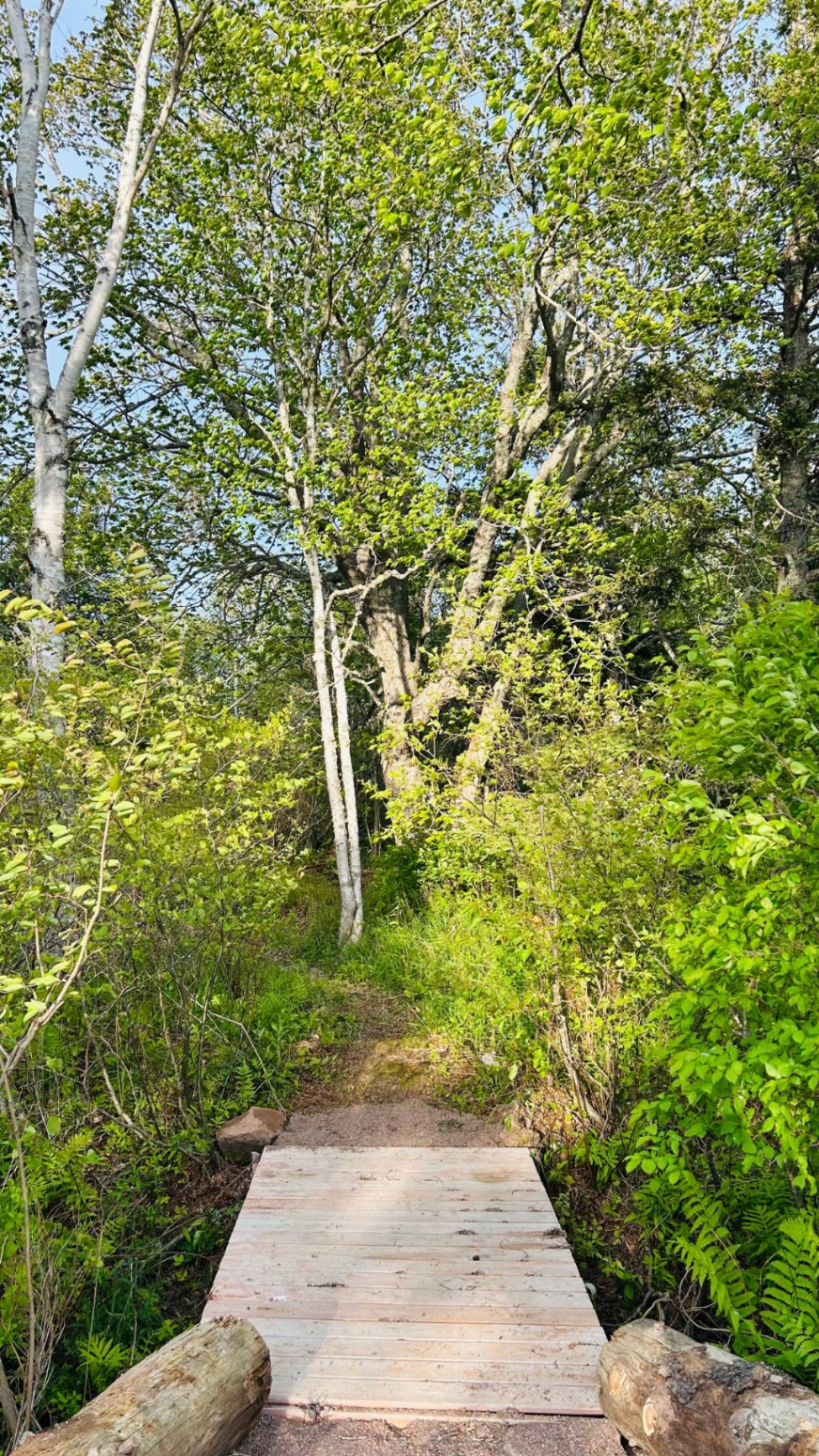 Wooden walking bridge crossing into the forest trail