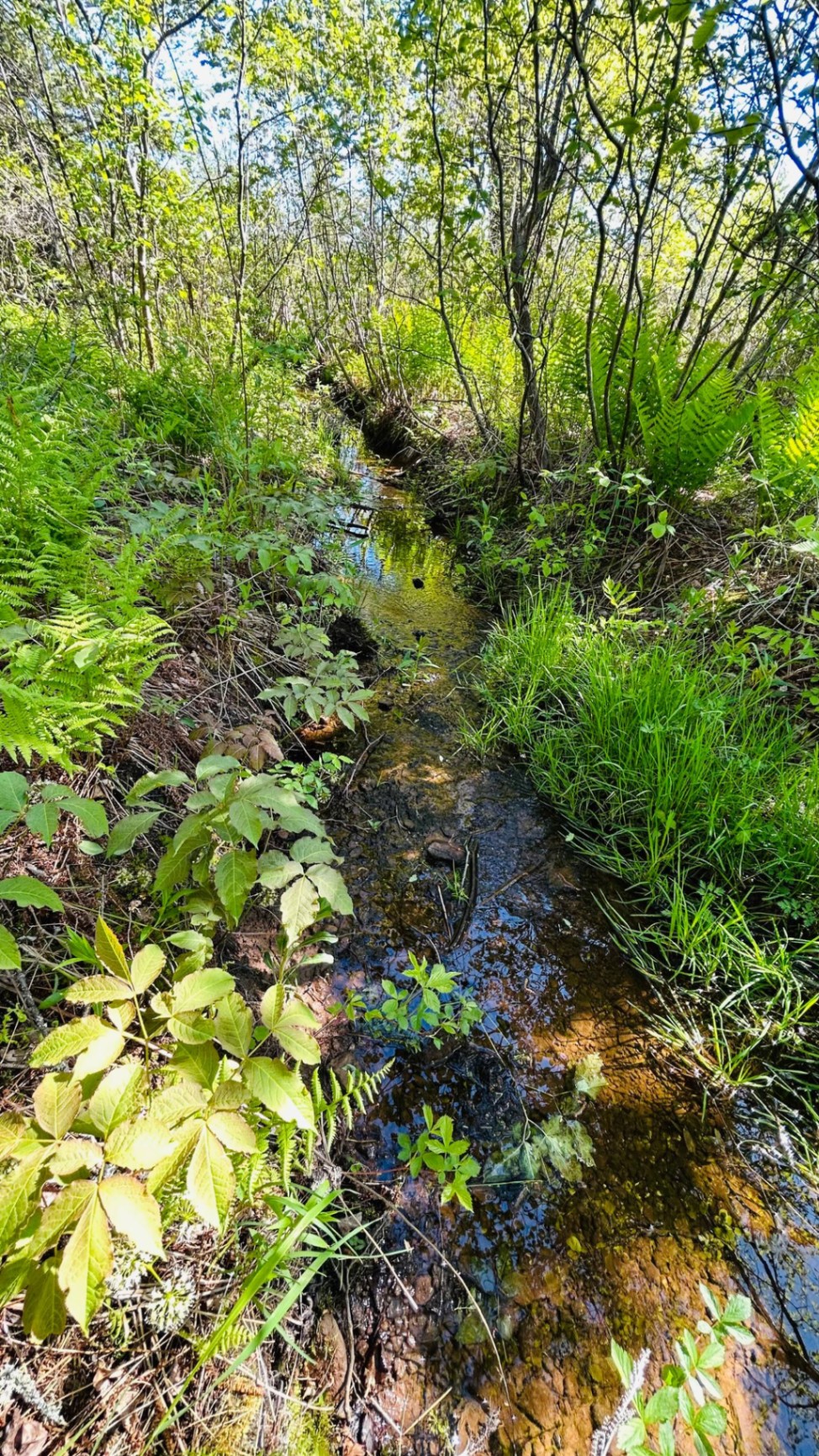 Peaceful creek winding through ferns