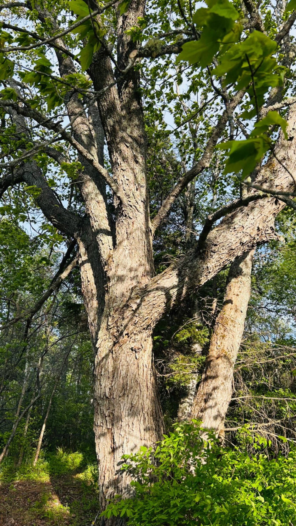 Towering old maple in dappled sunlight