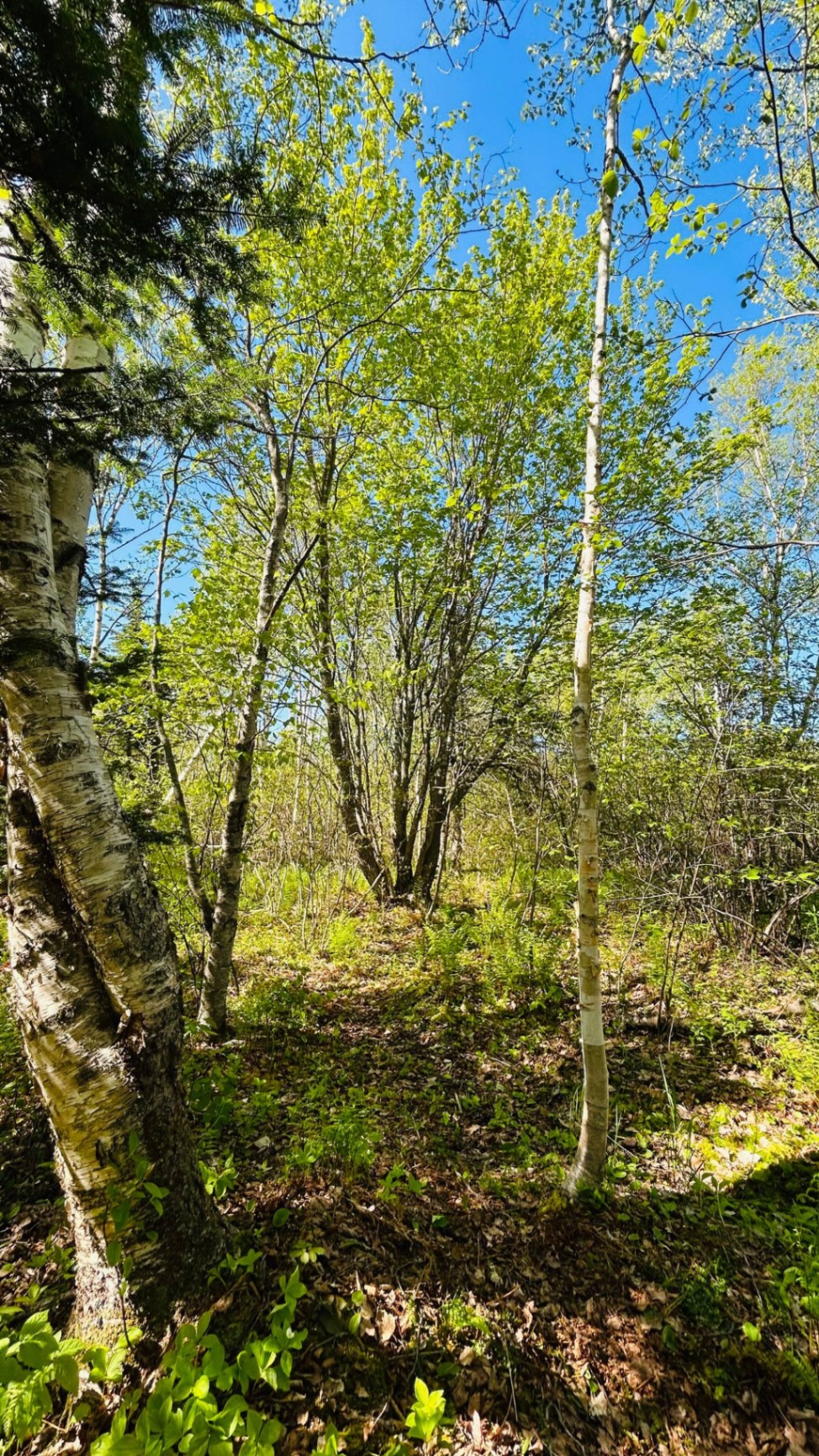 White birch grove with sunlight filtering through the canopy