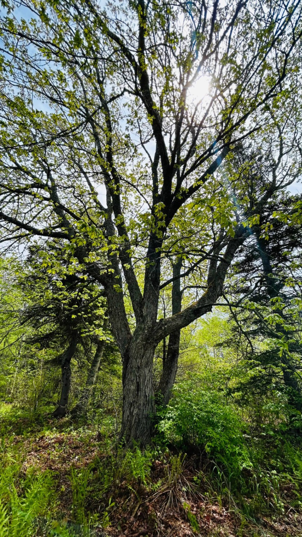 Tall maple with sun shining through fresh spring leaves