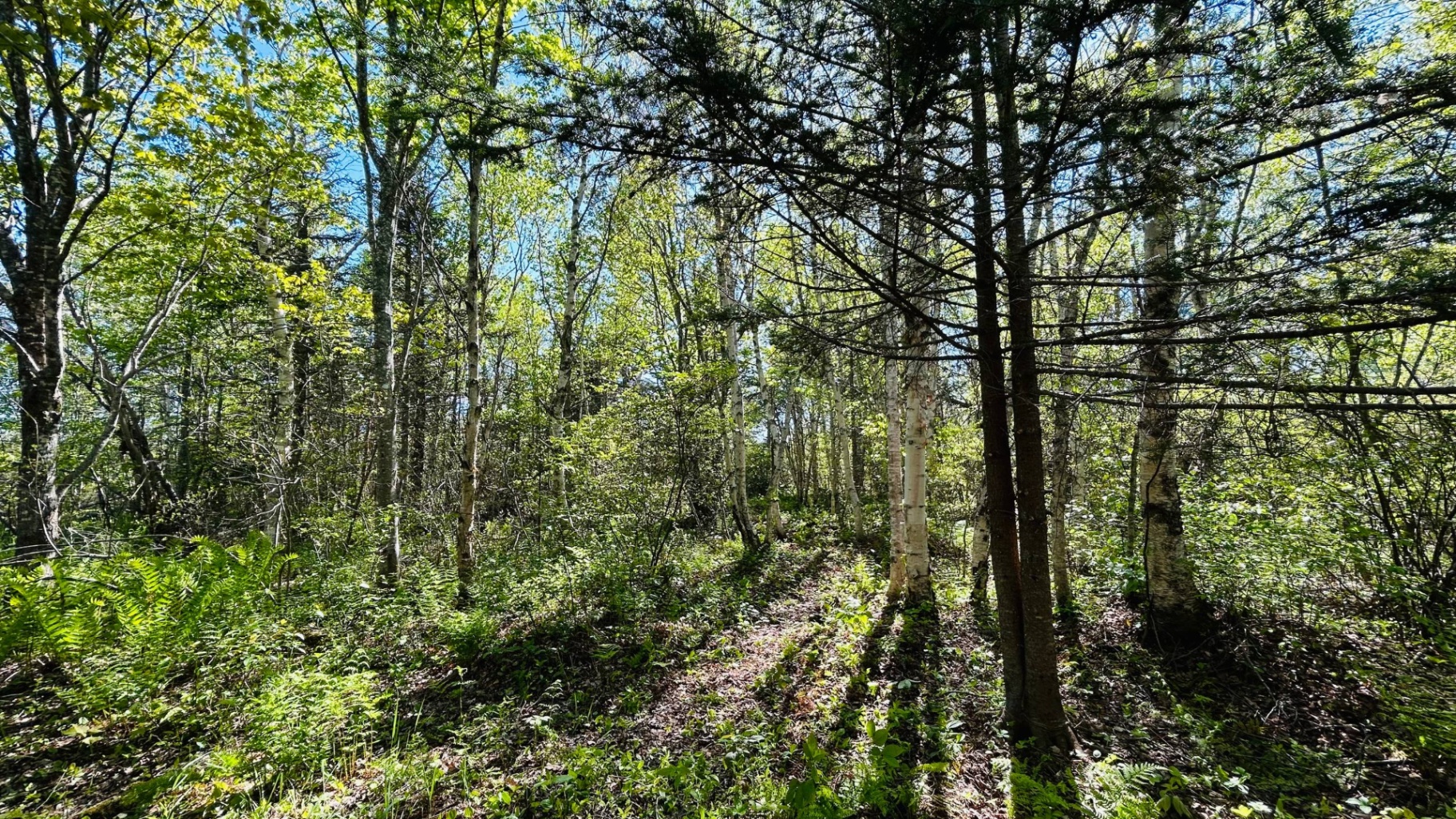 Sunlit forest interior with birch and evergreens