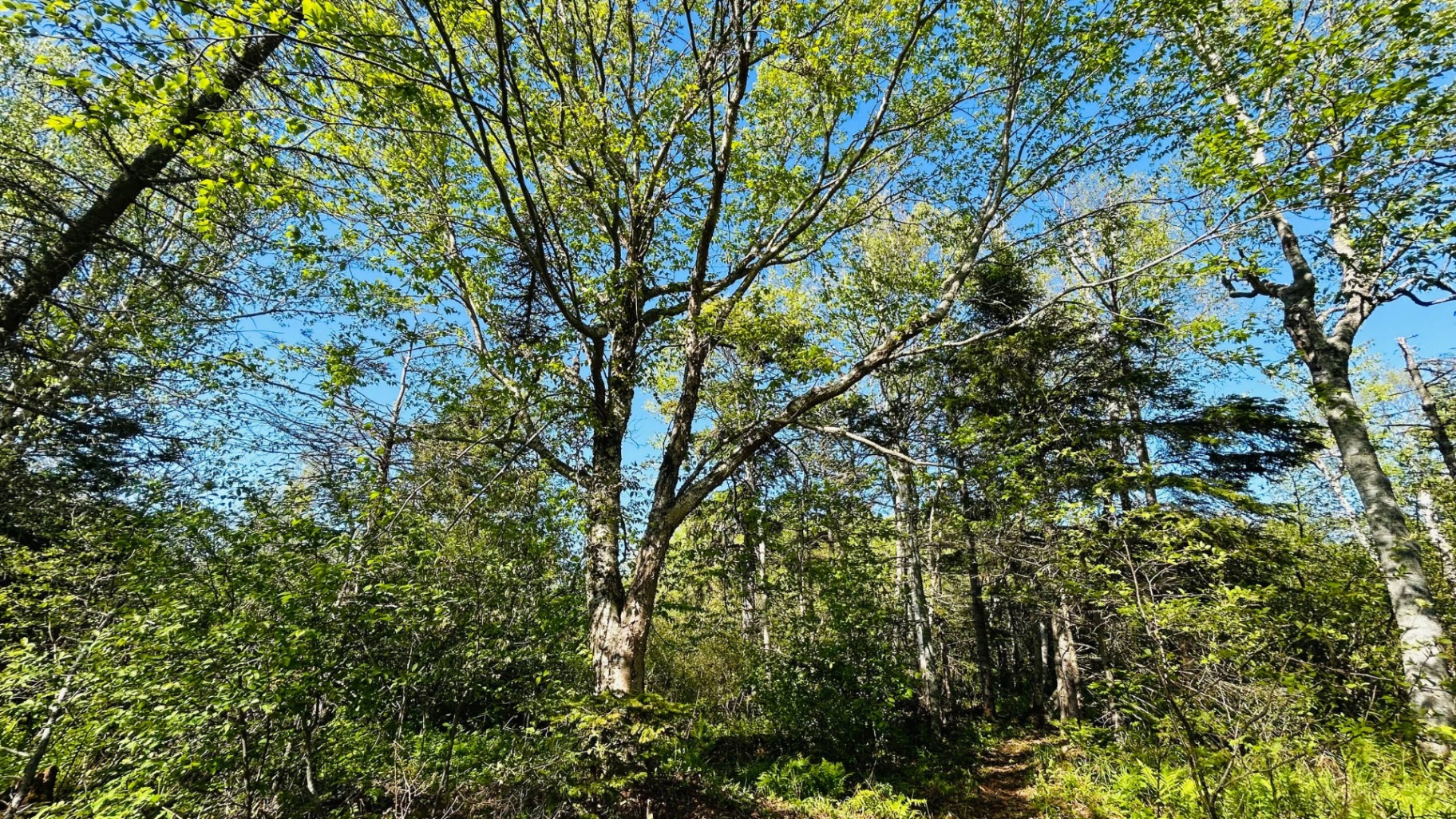 Towering trees reaching into clear blue sky over the trail