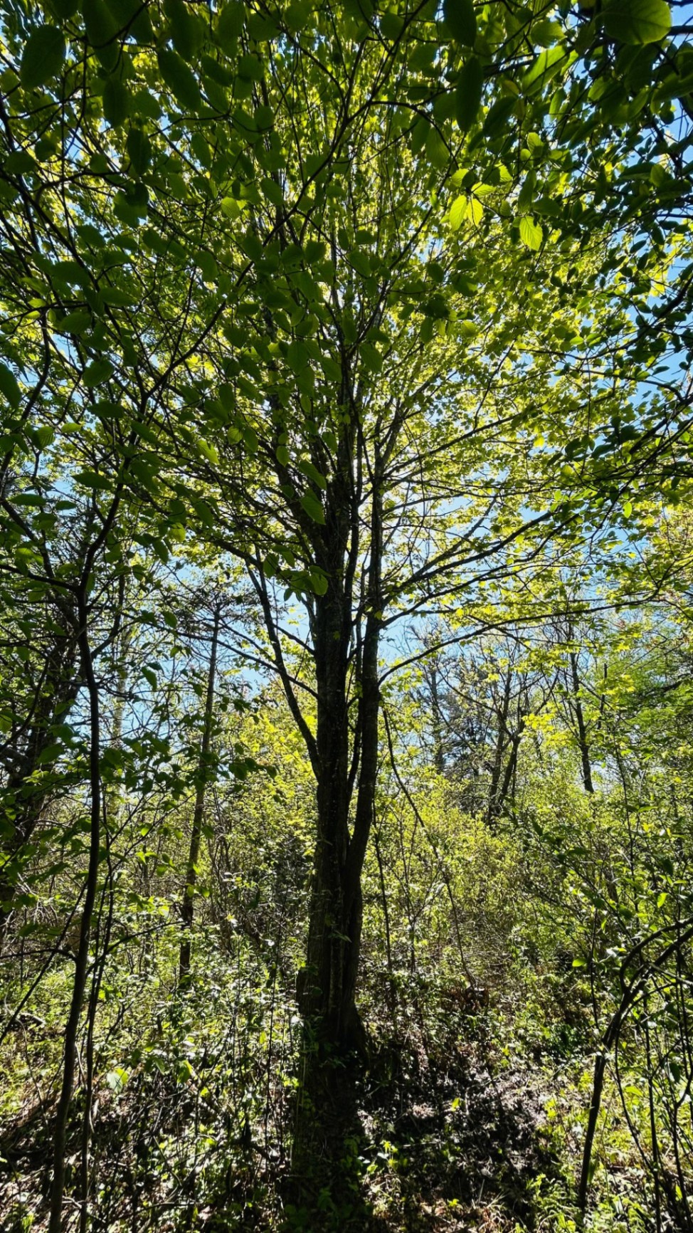 Slender forest tree backlit by sunlight