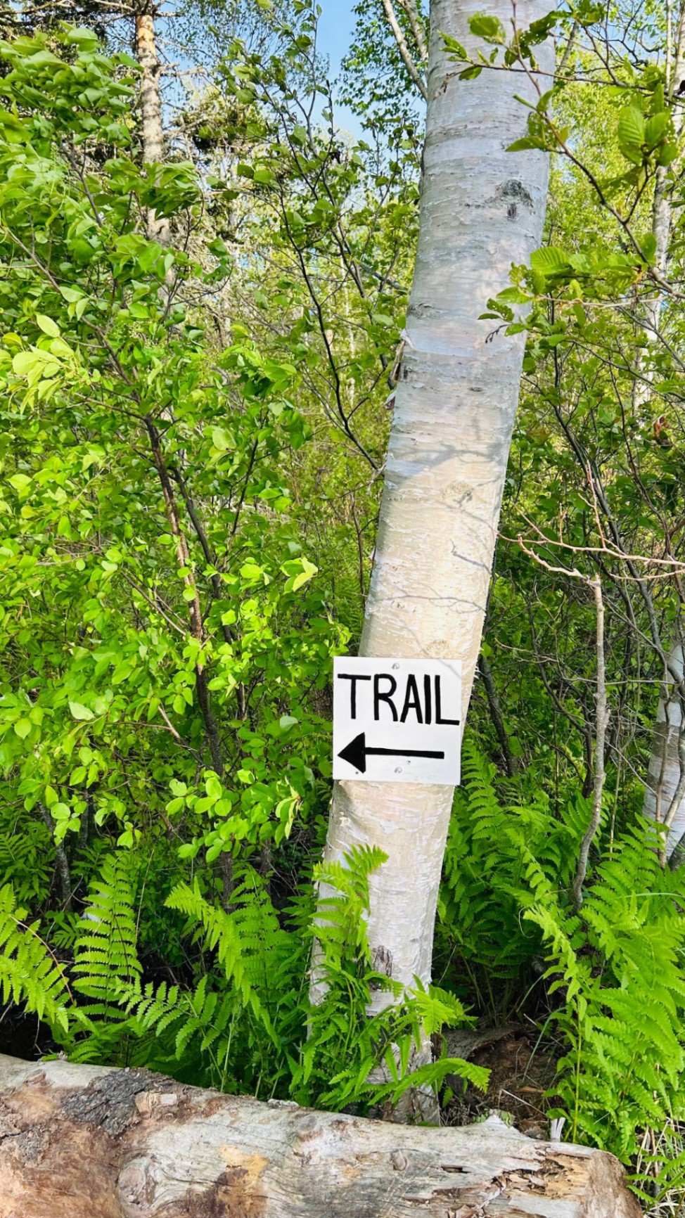 Hand-painted TRAIL sign on a white birch