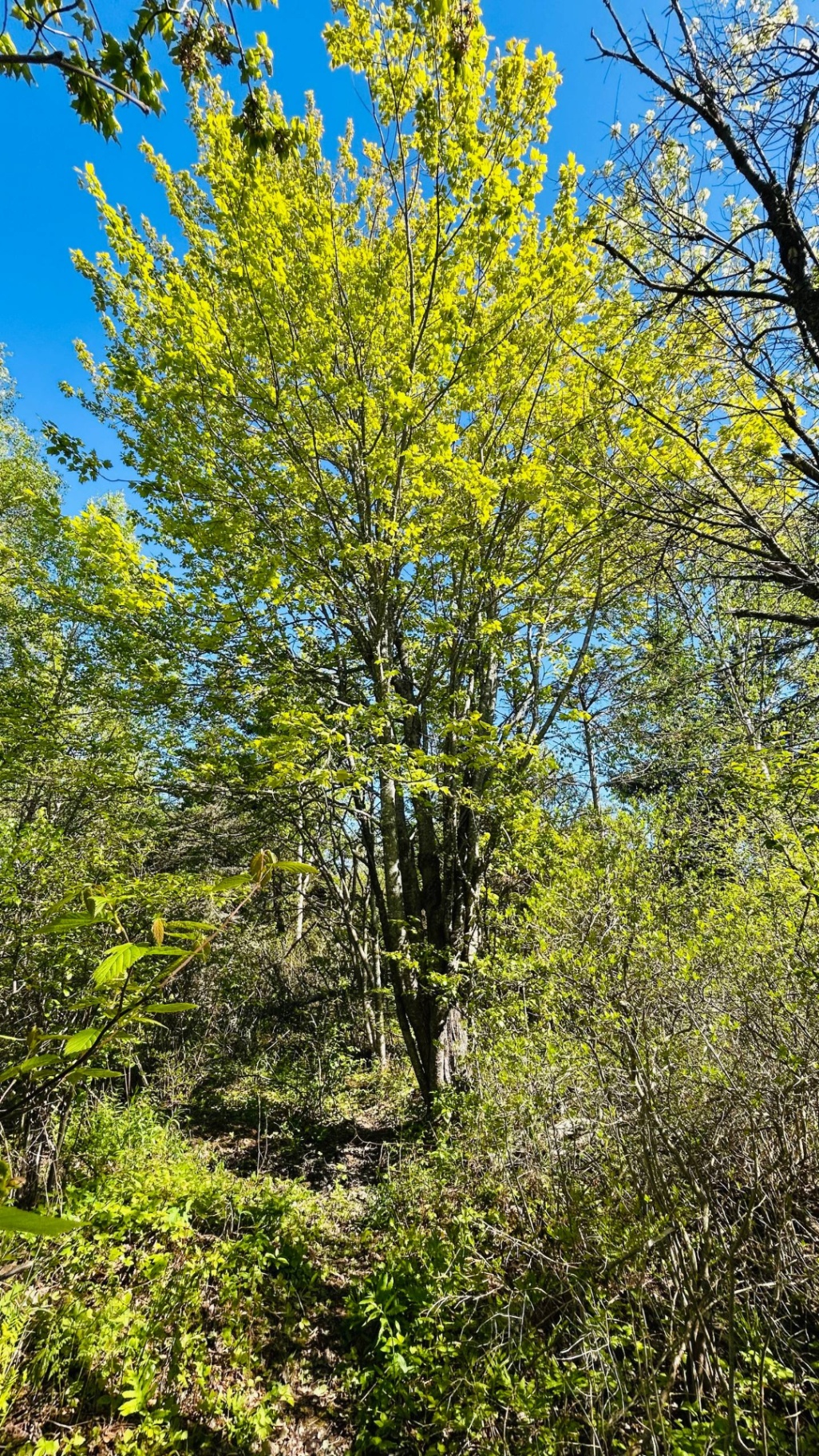 Vibrant maple in fresh spring foliage